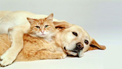 বিড়ালের চেয়ে কুকুর চালাক